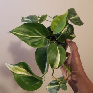 Silver Stripe Philodendron plant in Yonkers, New York
