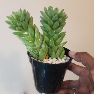 Burro's Tail plant in Yonkers, New York