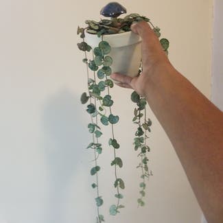 String of Hearts 'Silver Glory' plant in Yonkers, New York