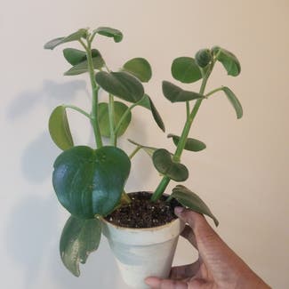 Felted Peperomia plant in Yonkers, New York