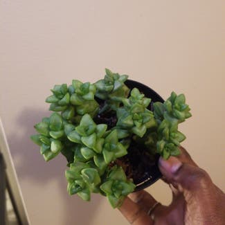 Baby's Necklace plant in Yonkers, New York