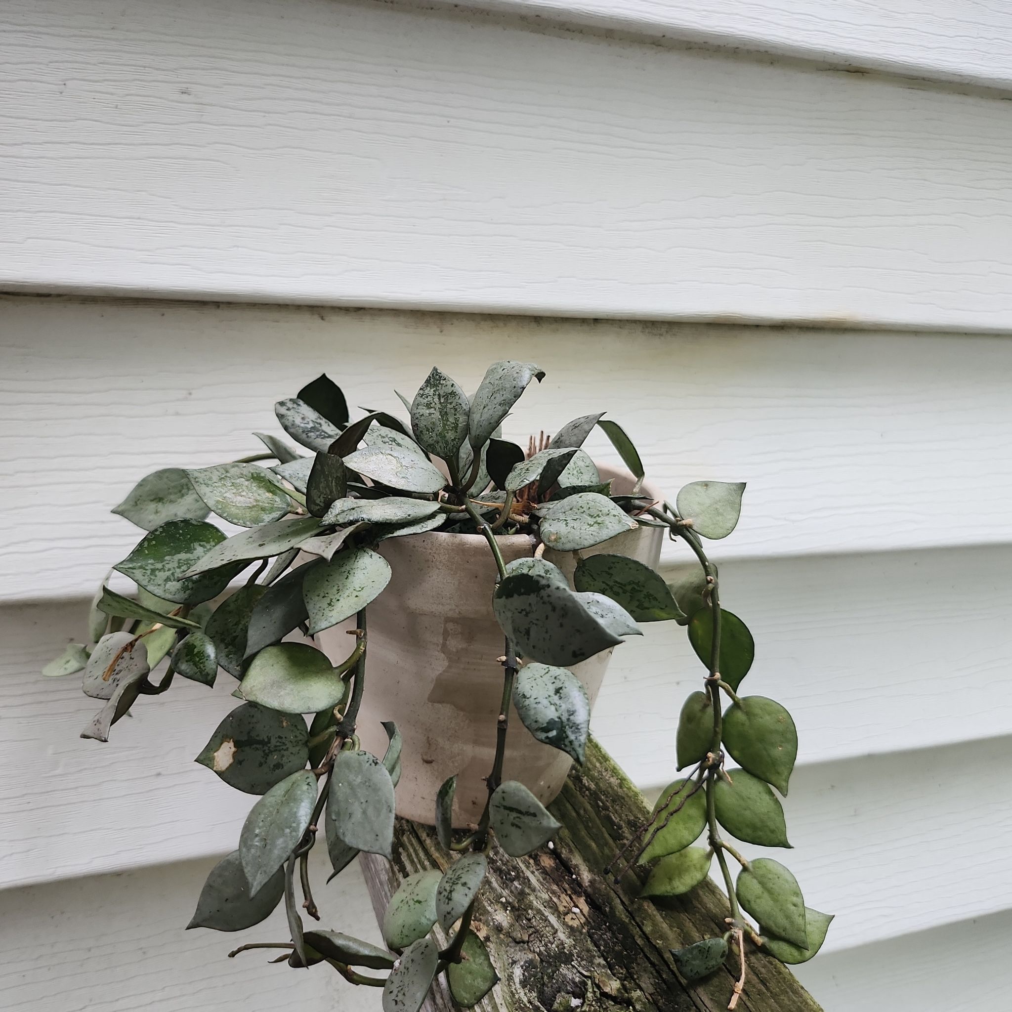 Hoya khroniana Silver Splash plant with some leaf discoloration in a pot against a wooden and white background.