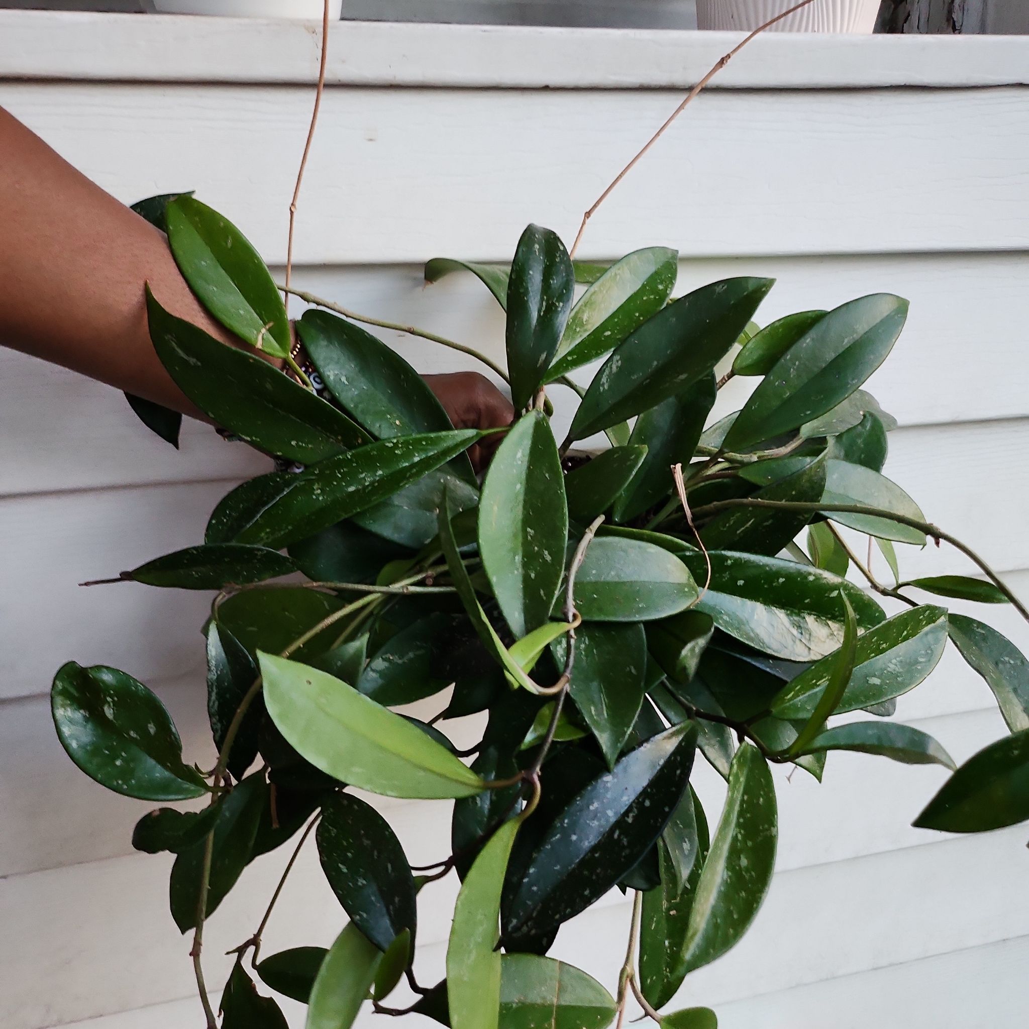 Hoya pubicalyx 'Splash' plant with healthy green leaves and splash patterns, hand visible.