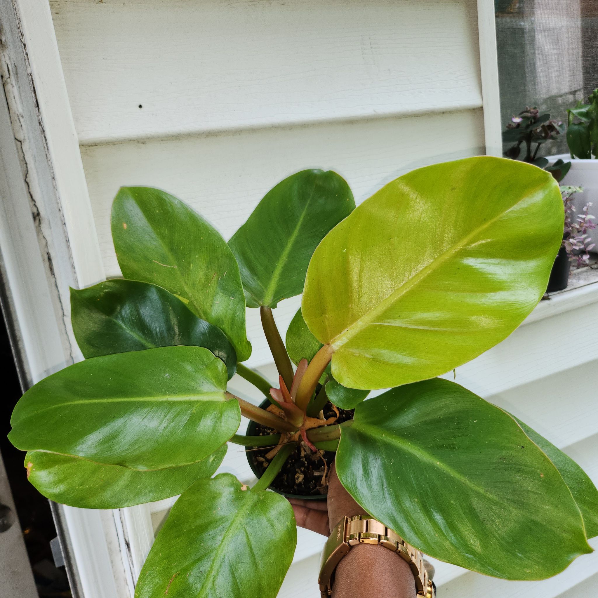 Philodendron Golden Melinonii plant with some yellowing leaves, held by a hand.