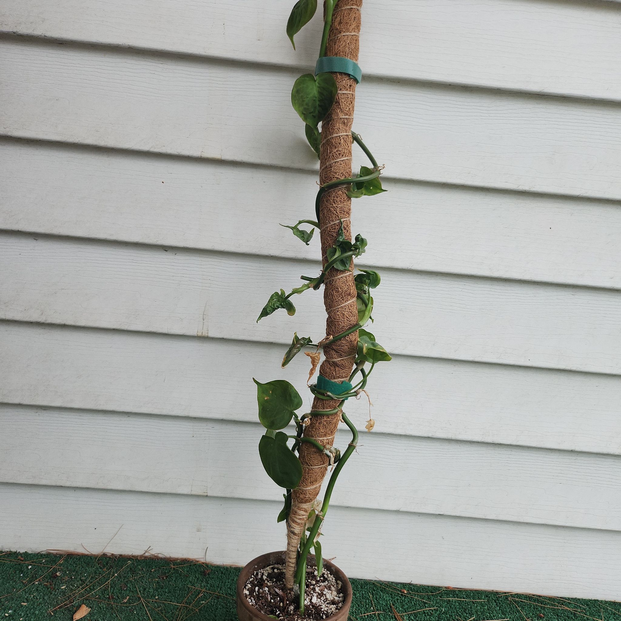 Camposportoanum Velvet Shield plant with a tall stem wrapped around a support, some leaves appear damaged.