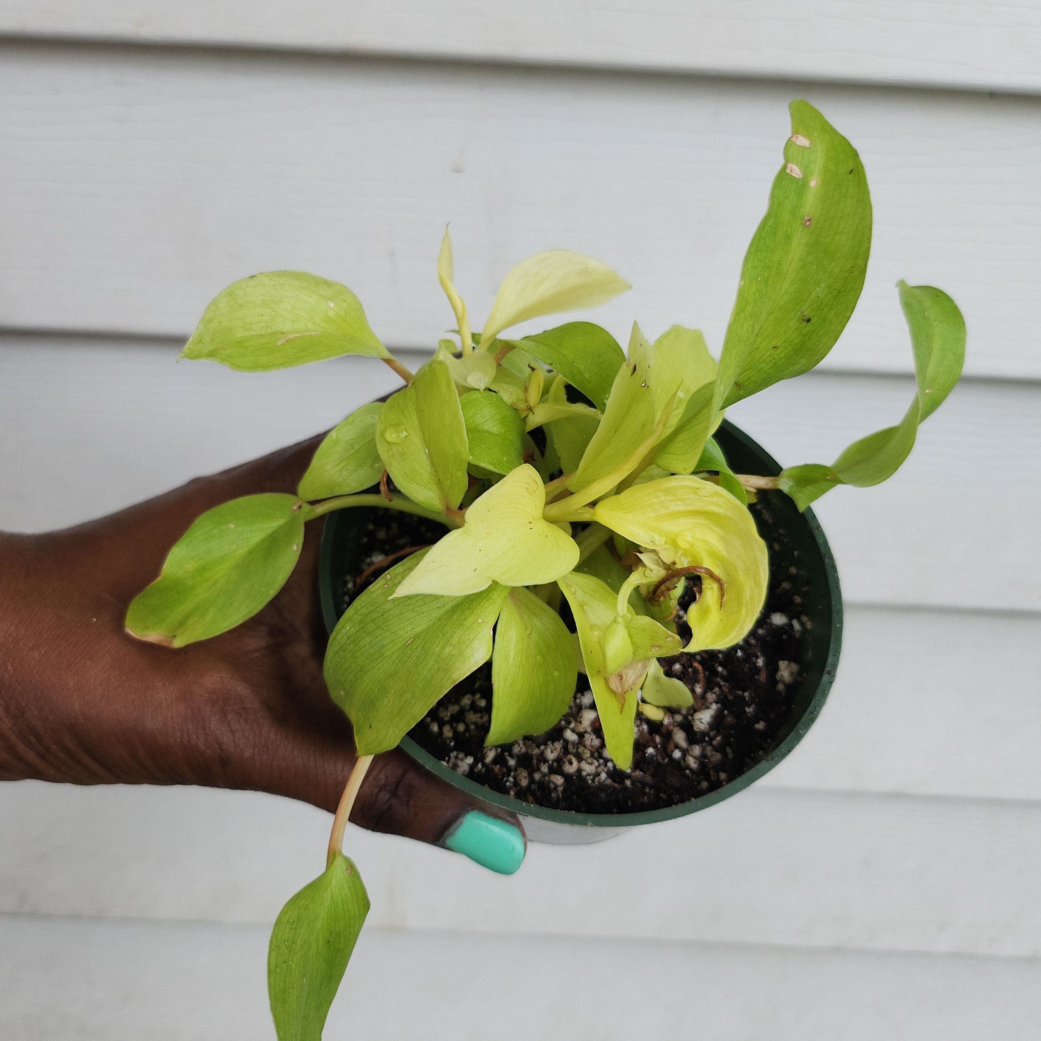 Philodendron 'Malay Gold' plant with yellowing and browning leaves held by a hand.
