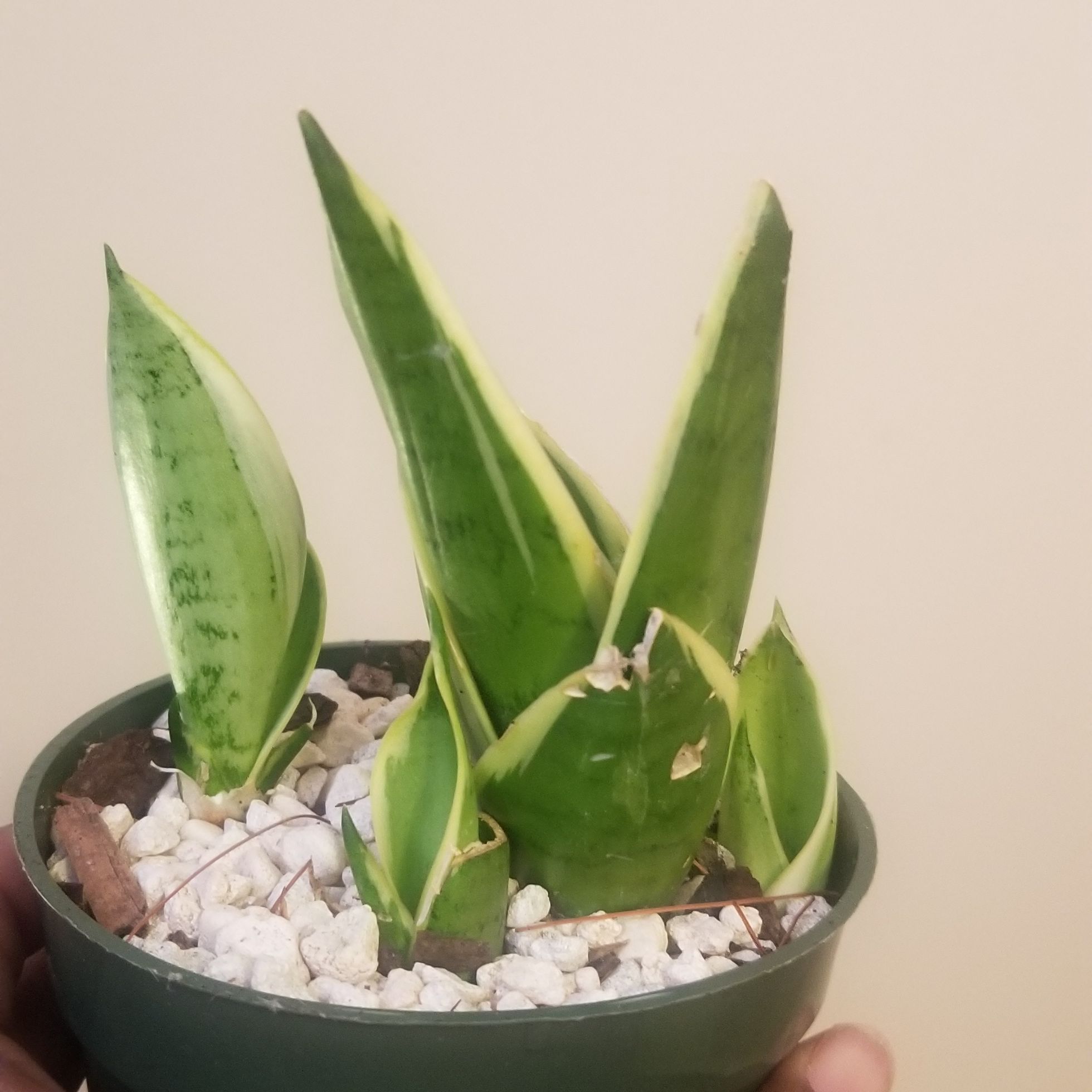 Sansevieria Night Owl plant in a pot with white pebbles, held by a hand.