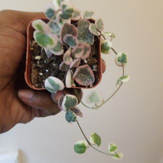 variegated string of hearts plant in Yonkers, New York