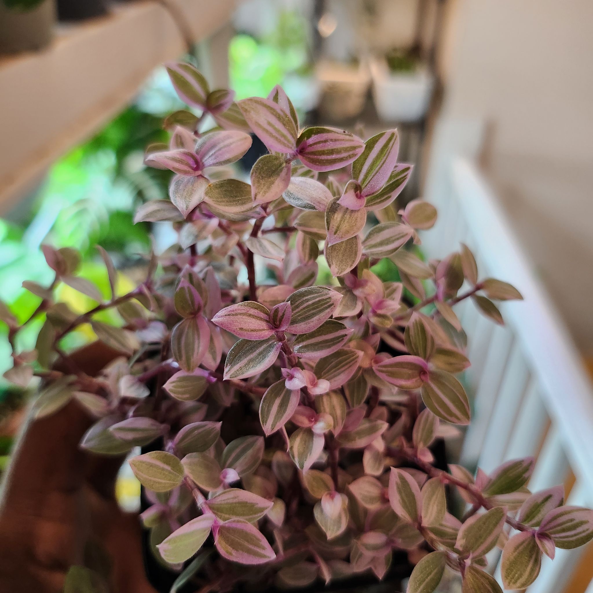 Pink-a-rella