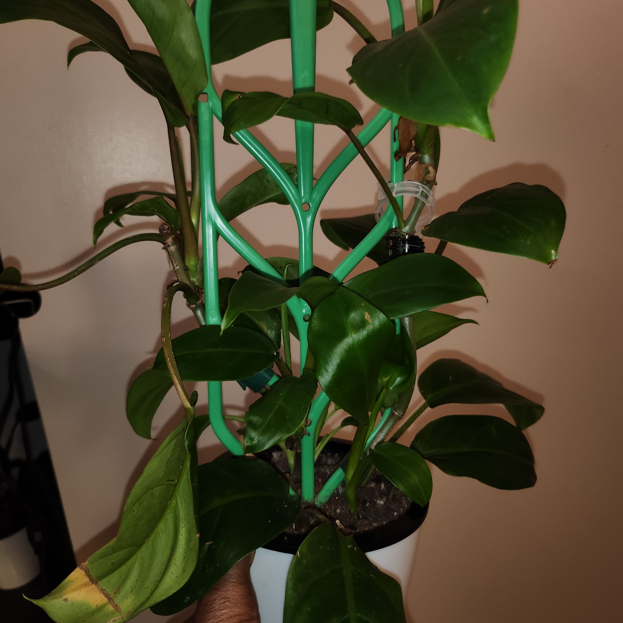 Photo of the plant species Philodendron 'Eva' by @ManyLime named Eva Diva on Greg, the plant care app