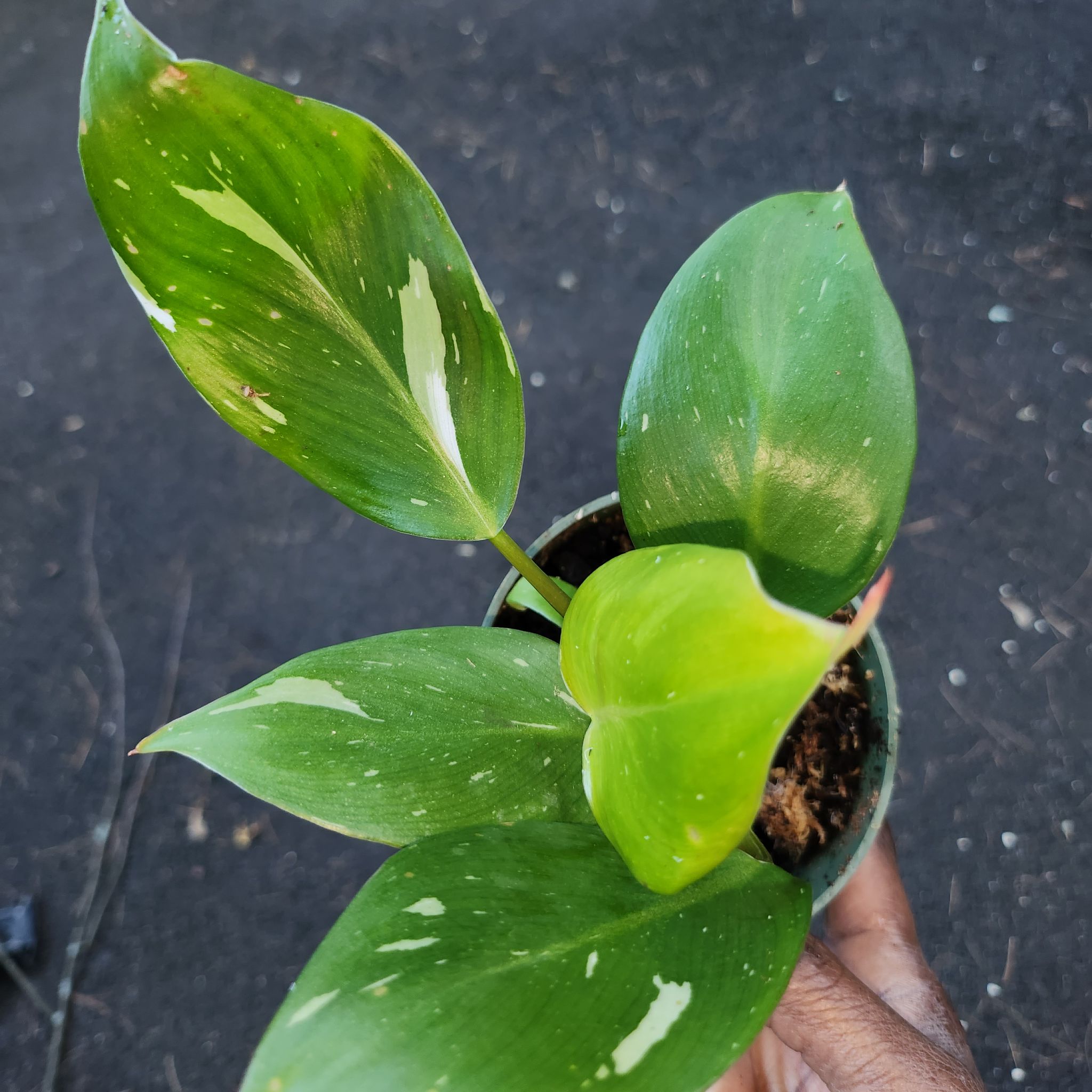 White Knight Philodendron plant with variegated leaves in a small pot, held by a hand.