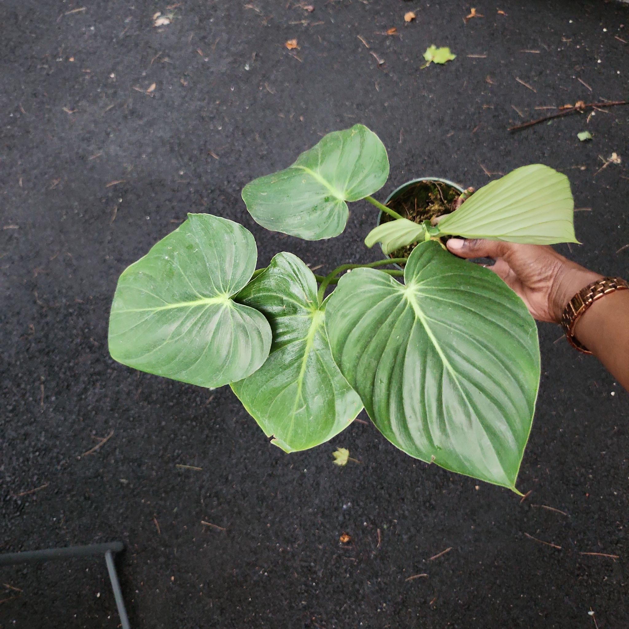 Philodendron 'McDowell' plant with large green leaves held by a hand.
