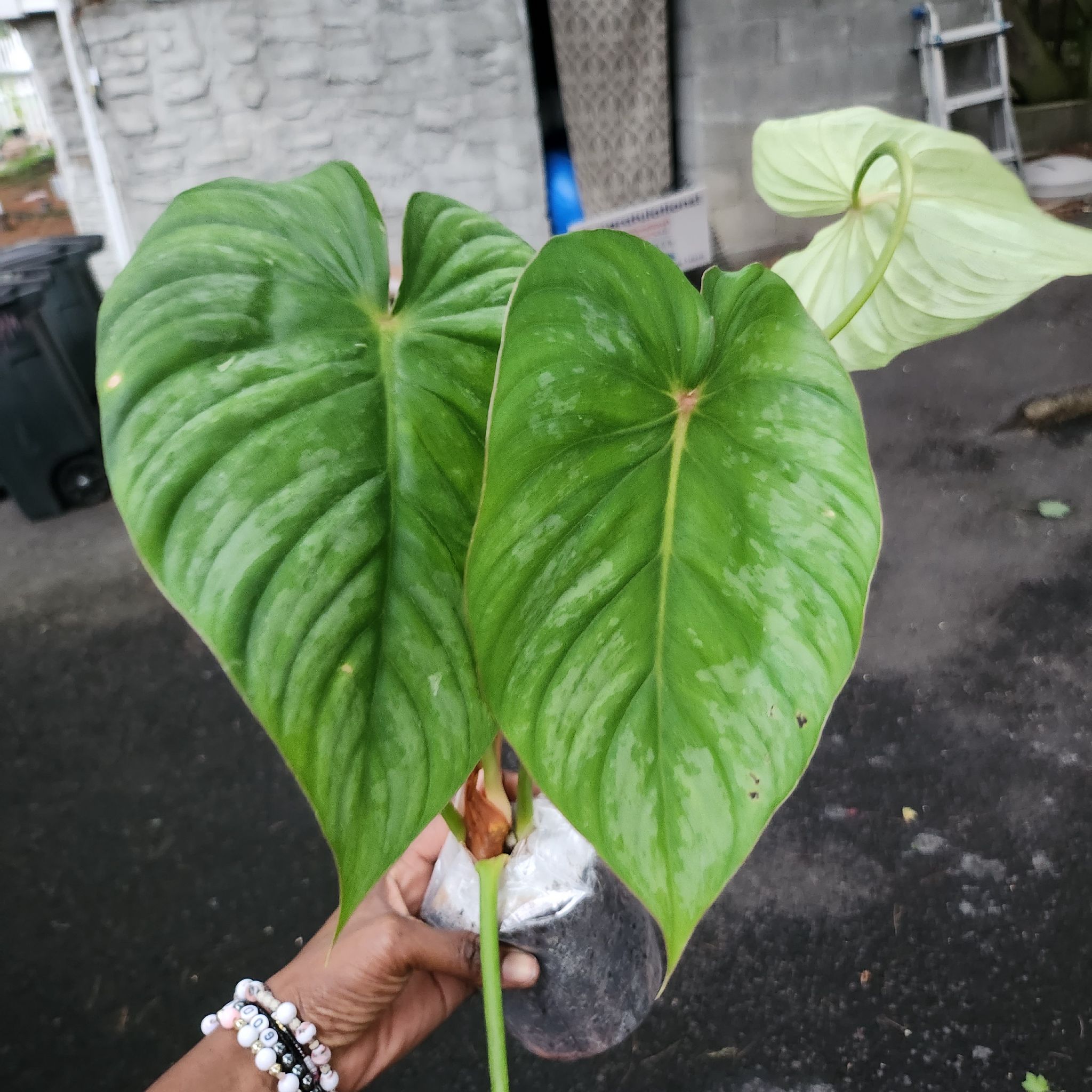 Philodendron plowmanii plant with large green leaves held by a hand in an outdoor setting.