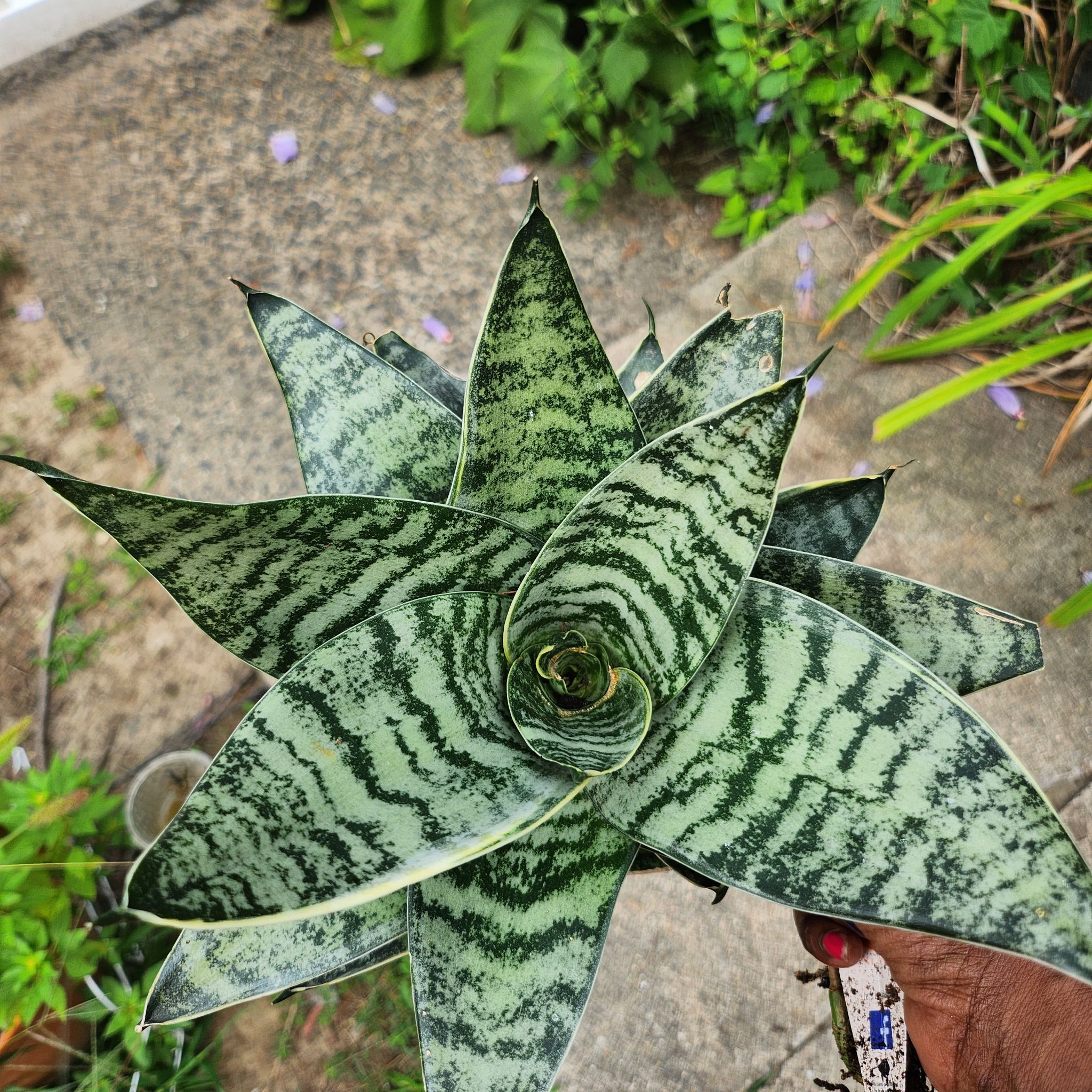 Photo of the plant species Silver Snake Plant by @ManyLime named Sage on Greg, the plant care app