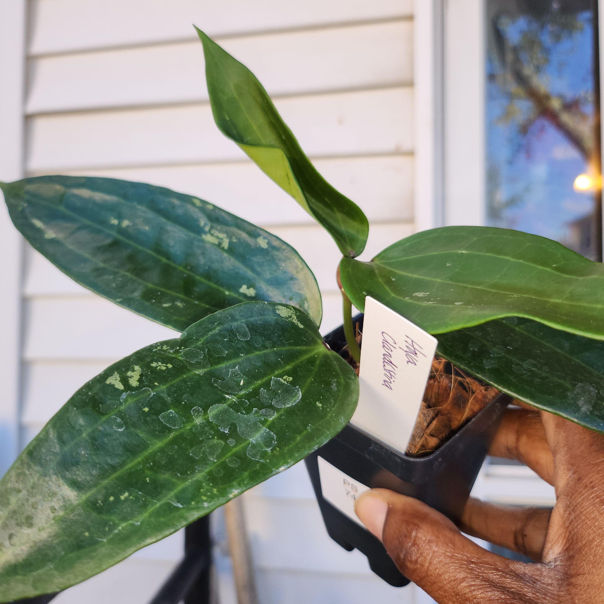 Photo of the plant species Hoya Sabah by @ManyLime named Delilah-ps74 on Greg, the plant care app