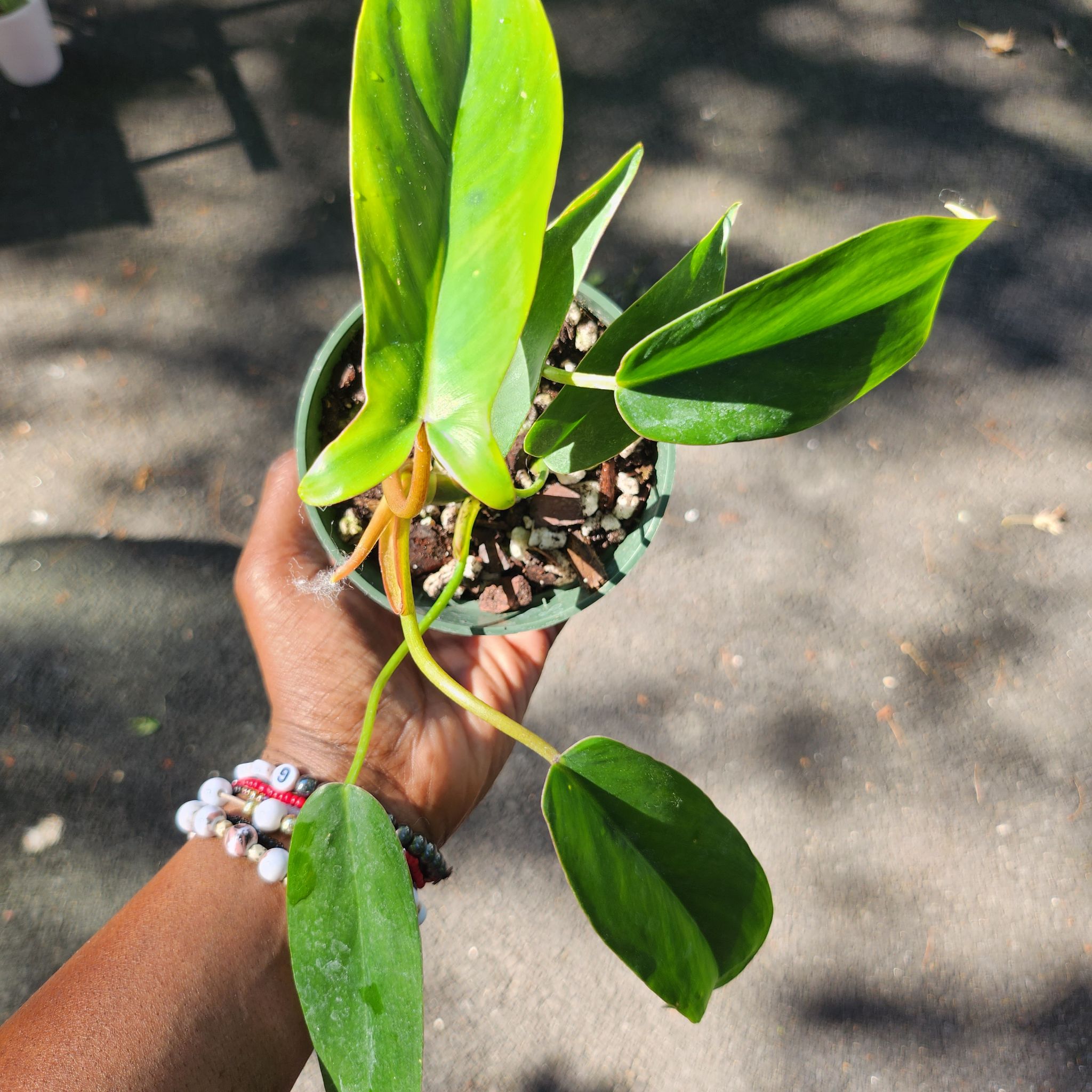 Horsehead Philodendron plant being held, with vibrant green leaves and visible soil.