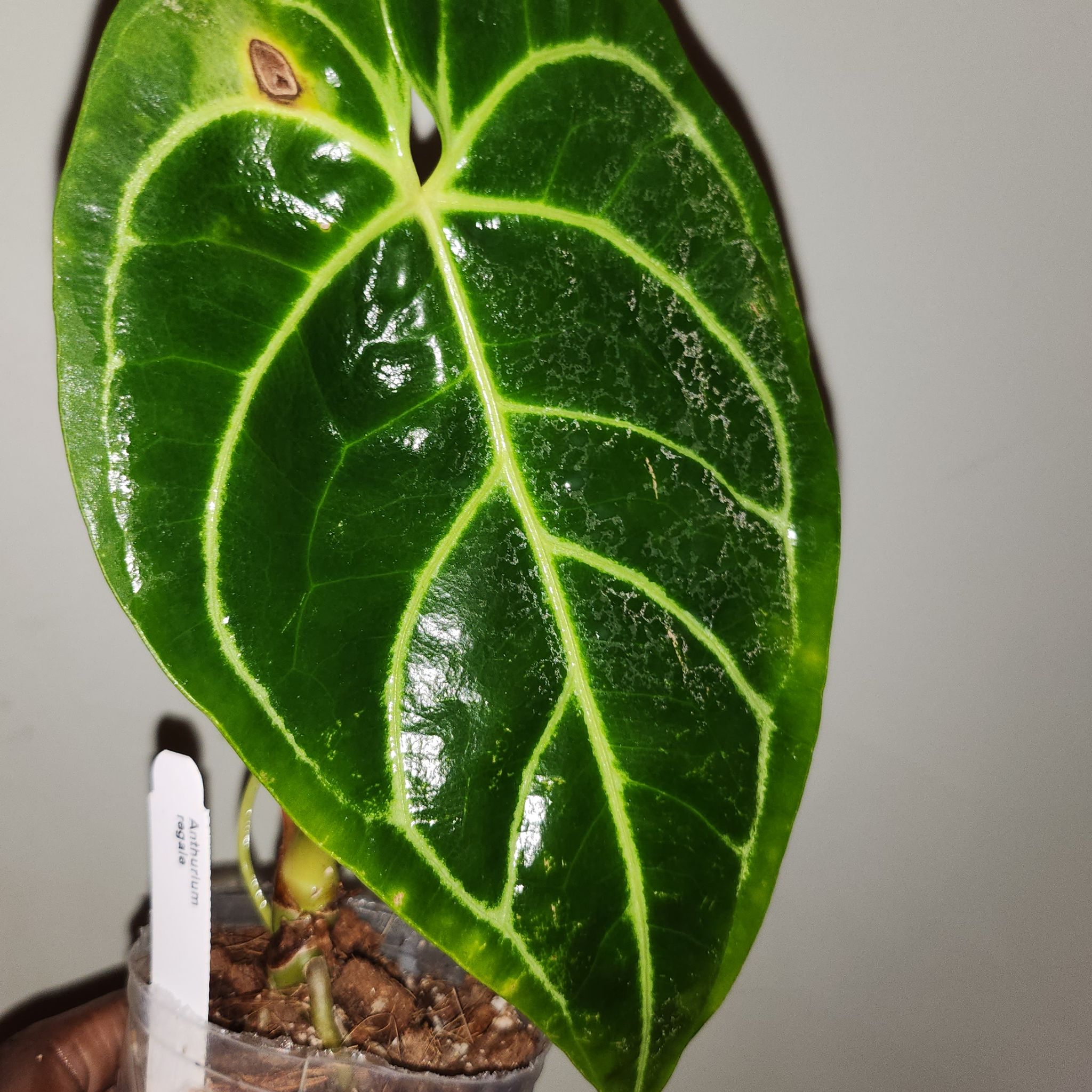 Anthurium regale plant with a glossy green leaf and visible soil.