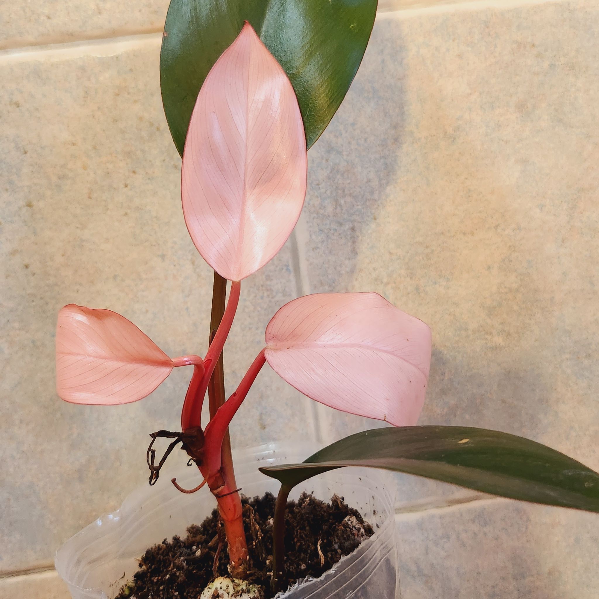Photo of the plant species Philodendron Pink Congo by @ManyLime named Shaka Pink on Greg, the plant care app