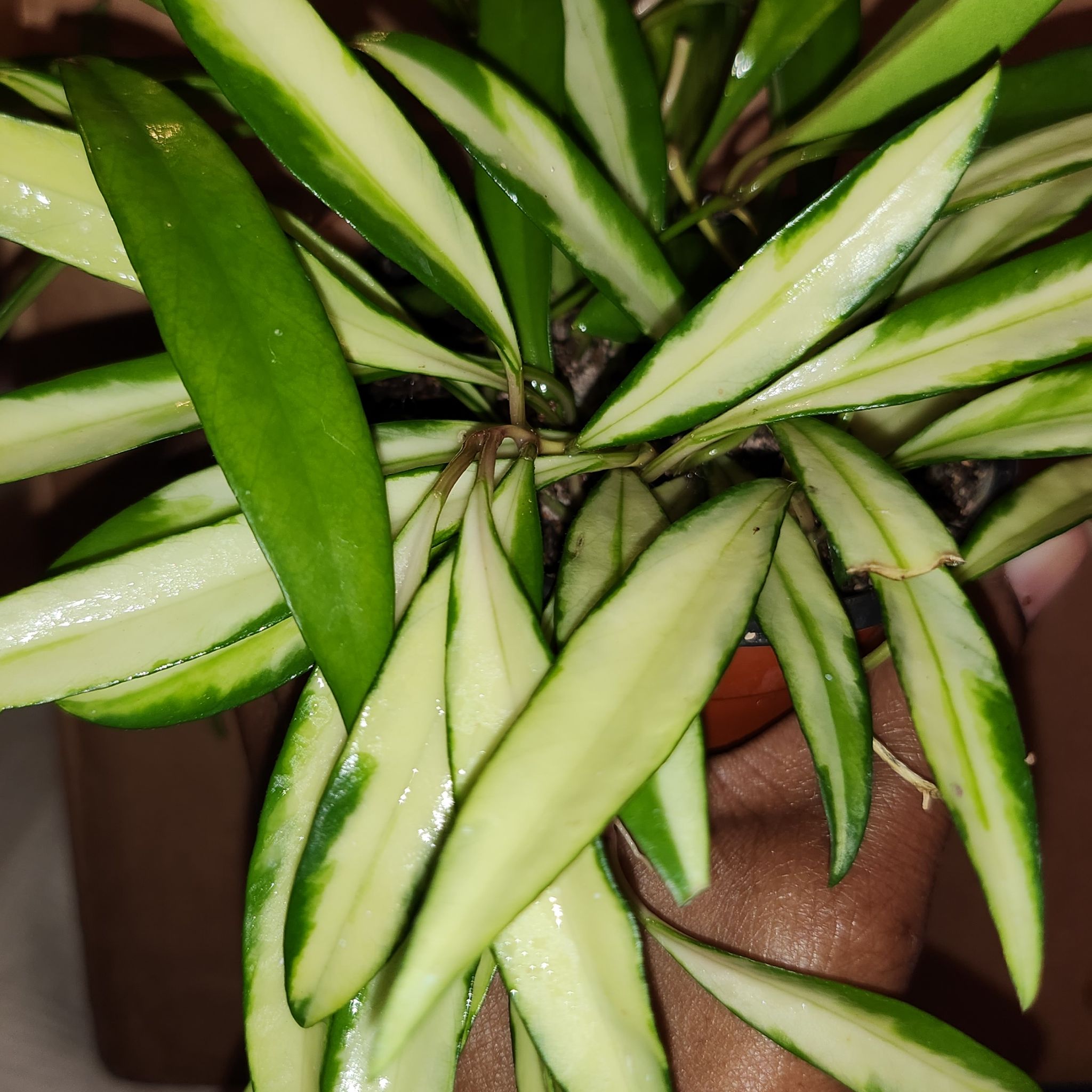 Variegated Hoya kentiana plant with elongated, variegated leaves held by a hand.