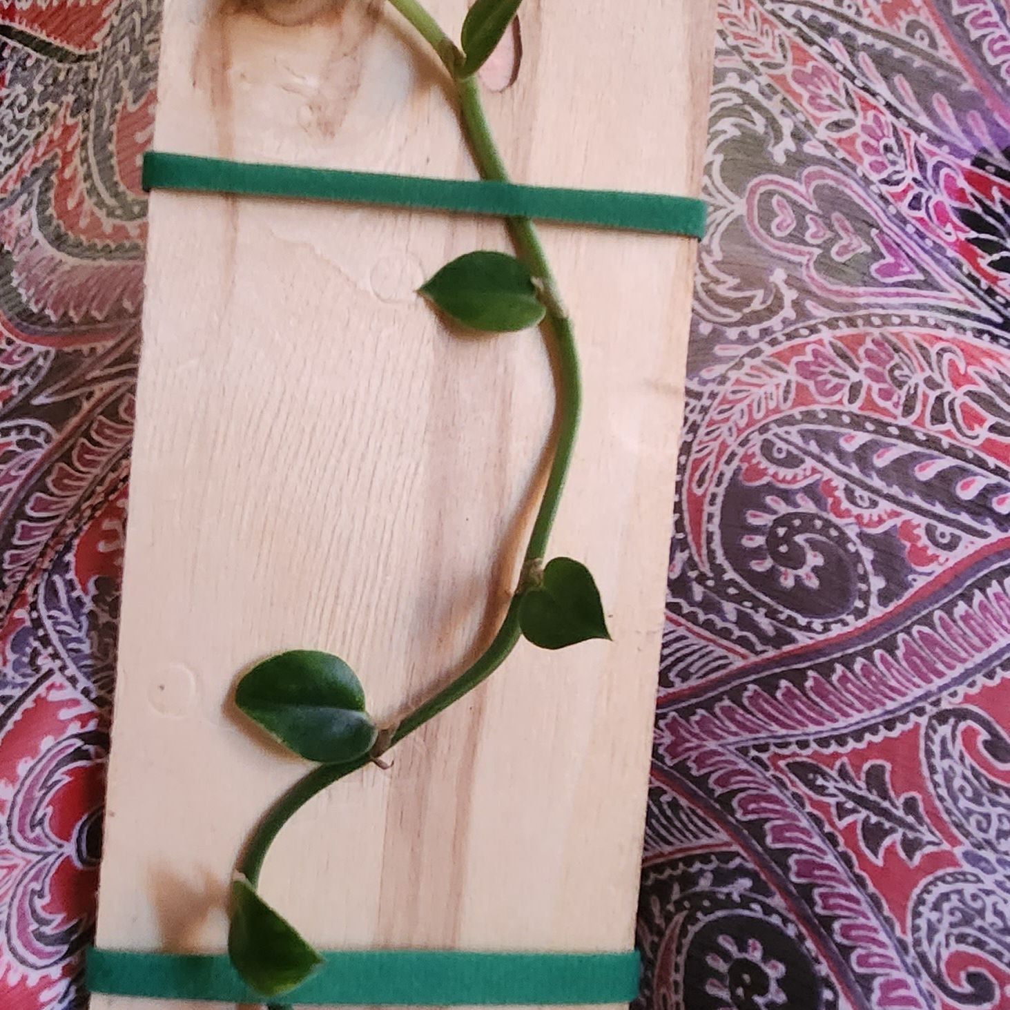 Rhaphidophora hayi plant attached to a wooden plank with green bands.