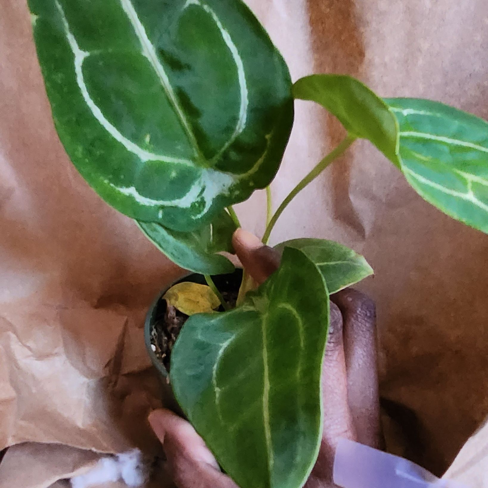 Anthurium forgetii plant with white venation, held by a hand. Some yellowing on one leaf.