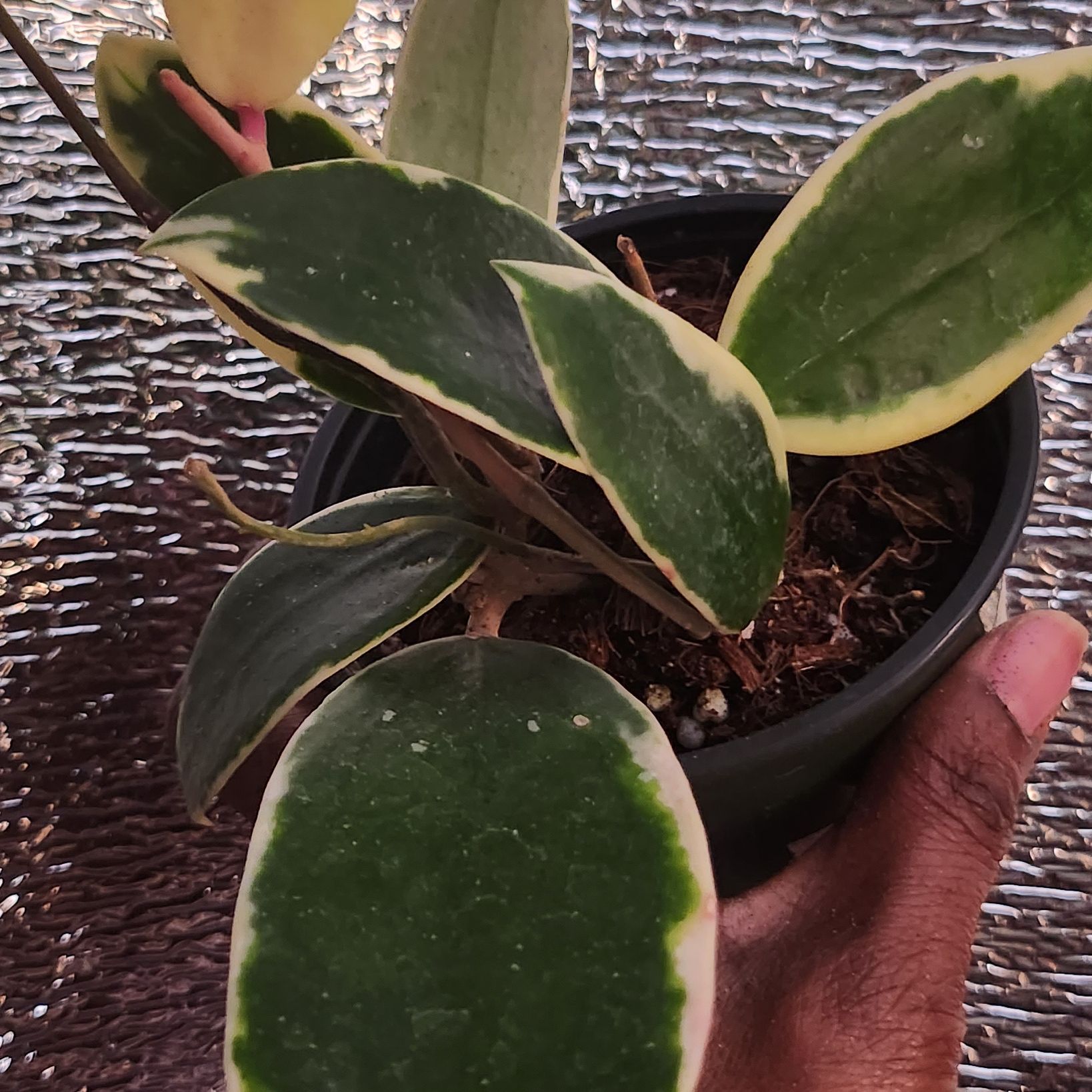 Photo of the plant species Albo Marginata Hoya Verticillata by @ManyLime named Harper on Greg, the plant care app