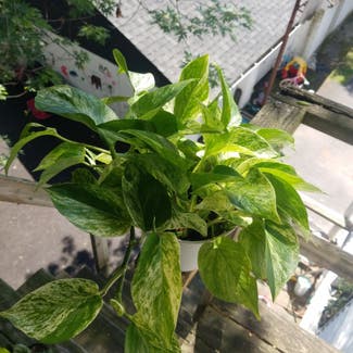 Marble Queen Pothos plant in Yonkers, New York