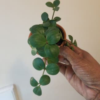 Peperomia 'Hope' plant in Yonkers, New York