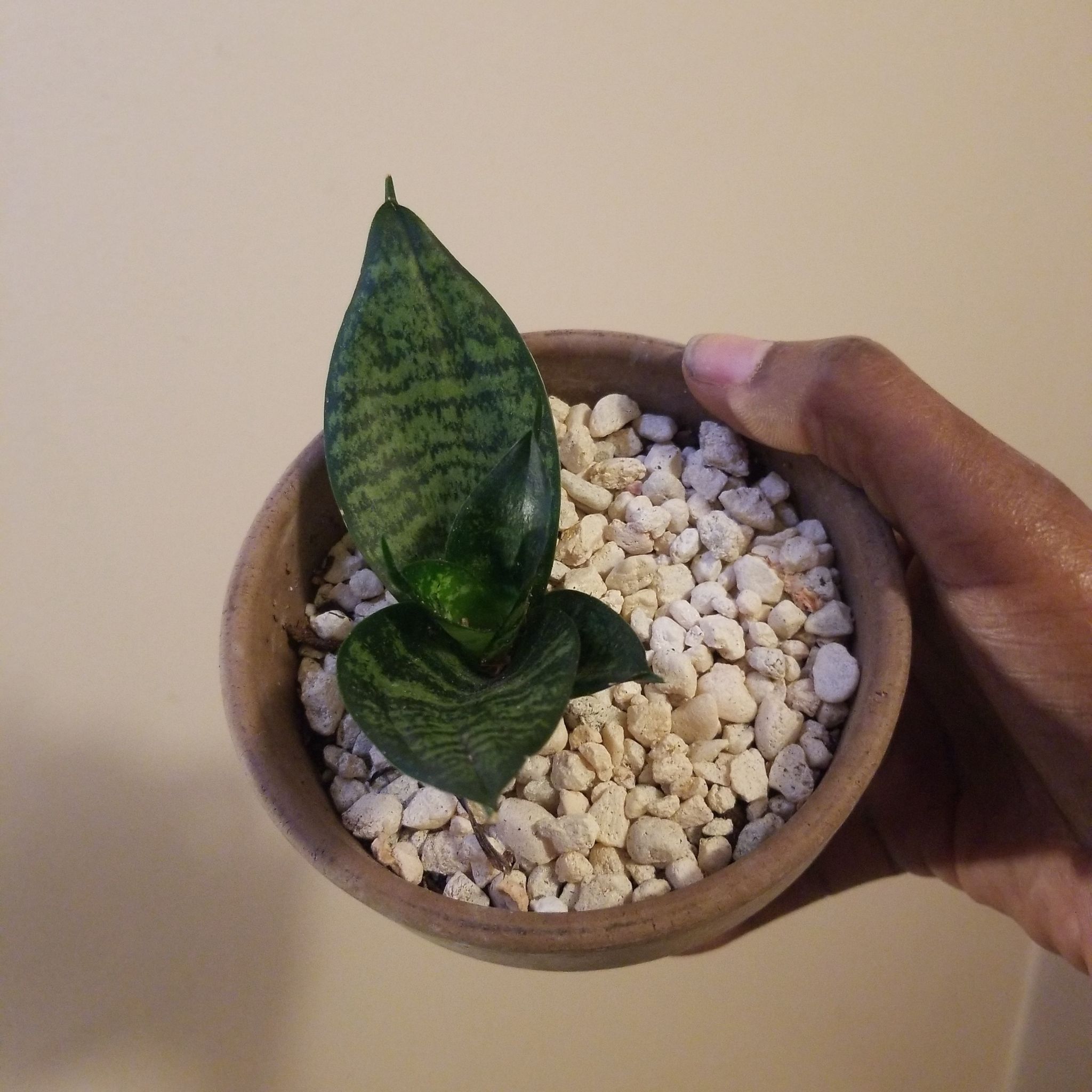 A young Black Robusta Snake Plant in a small pot with visible soil and a hand holding the pot.
