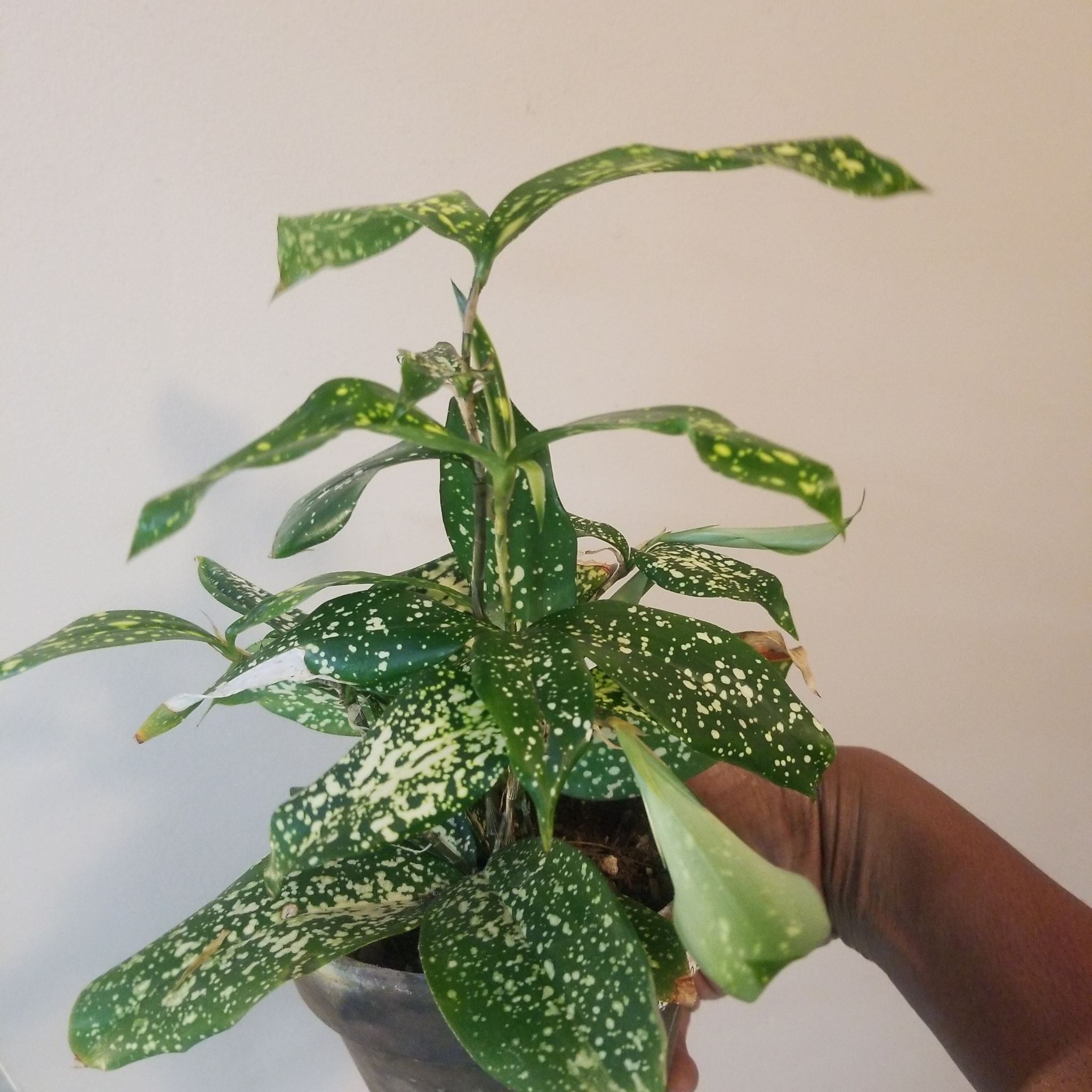 Dracaena 'Florida Beauty' plant with variegated leaves held by a hand.