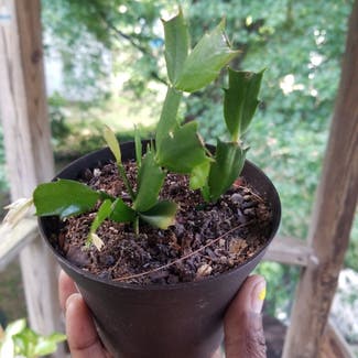 False Christmas Cactus plant in Yonkers, New York