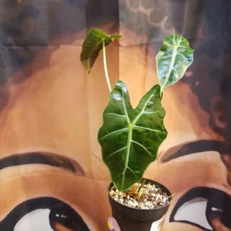 Alocasia Polly Plant plant in Yonkers, New York