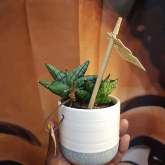Starfish Snake Plant plant in Yonkers, New York