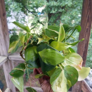 Philodendron Brasil plant in Yonkers, New York