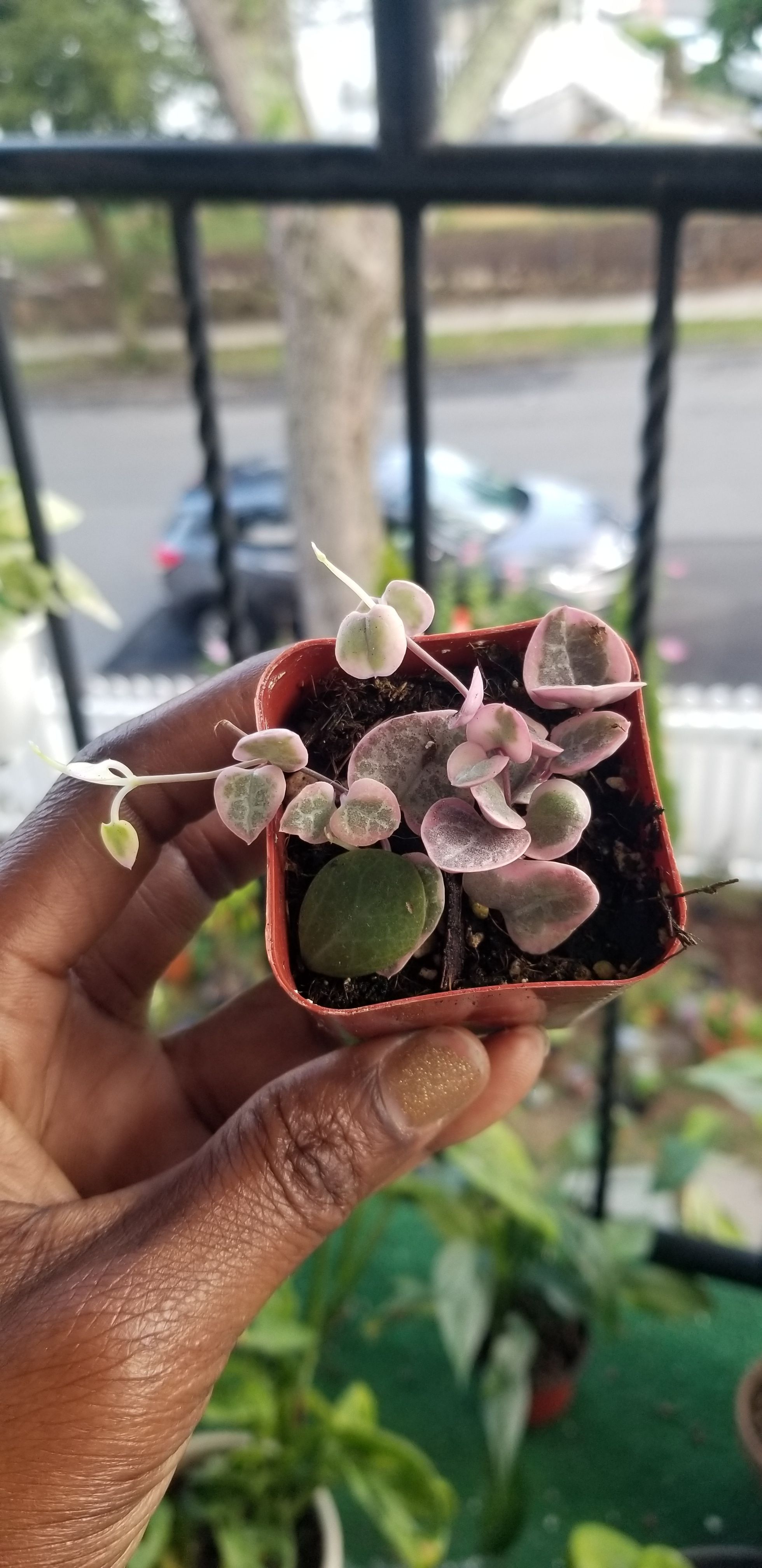 Photo from the post