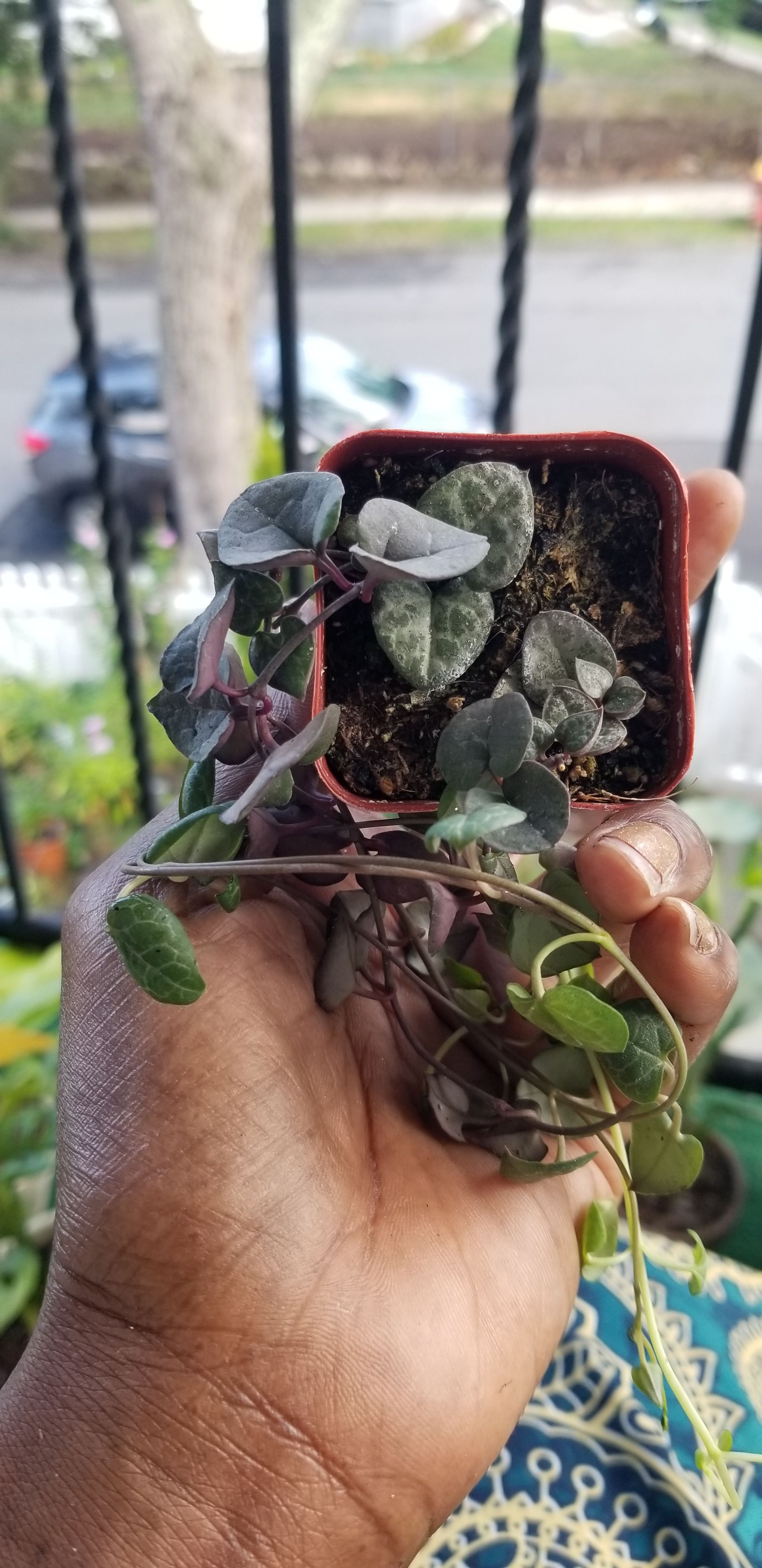 Photo from the post