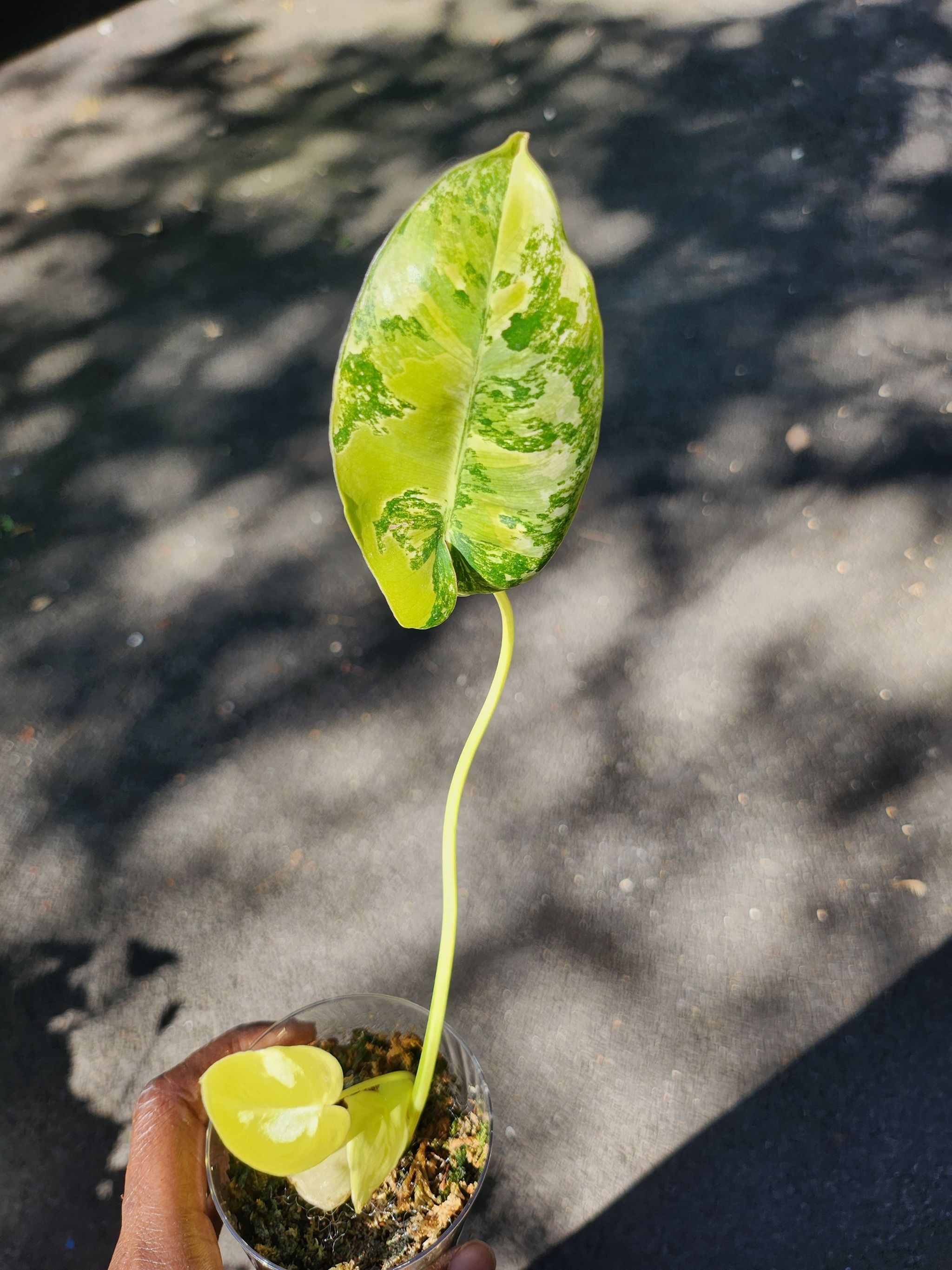 Burle Marx Variegata plant with variegated leaves in a small pot, showing some yellowing and browning.
