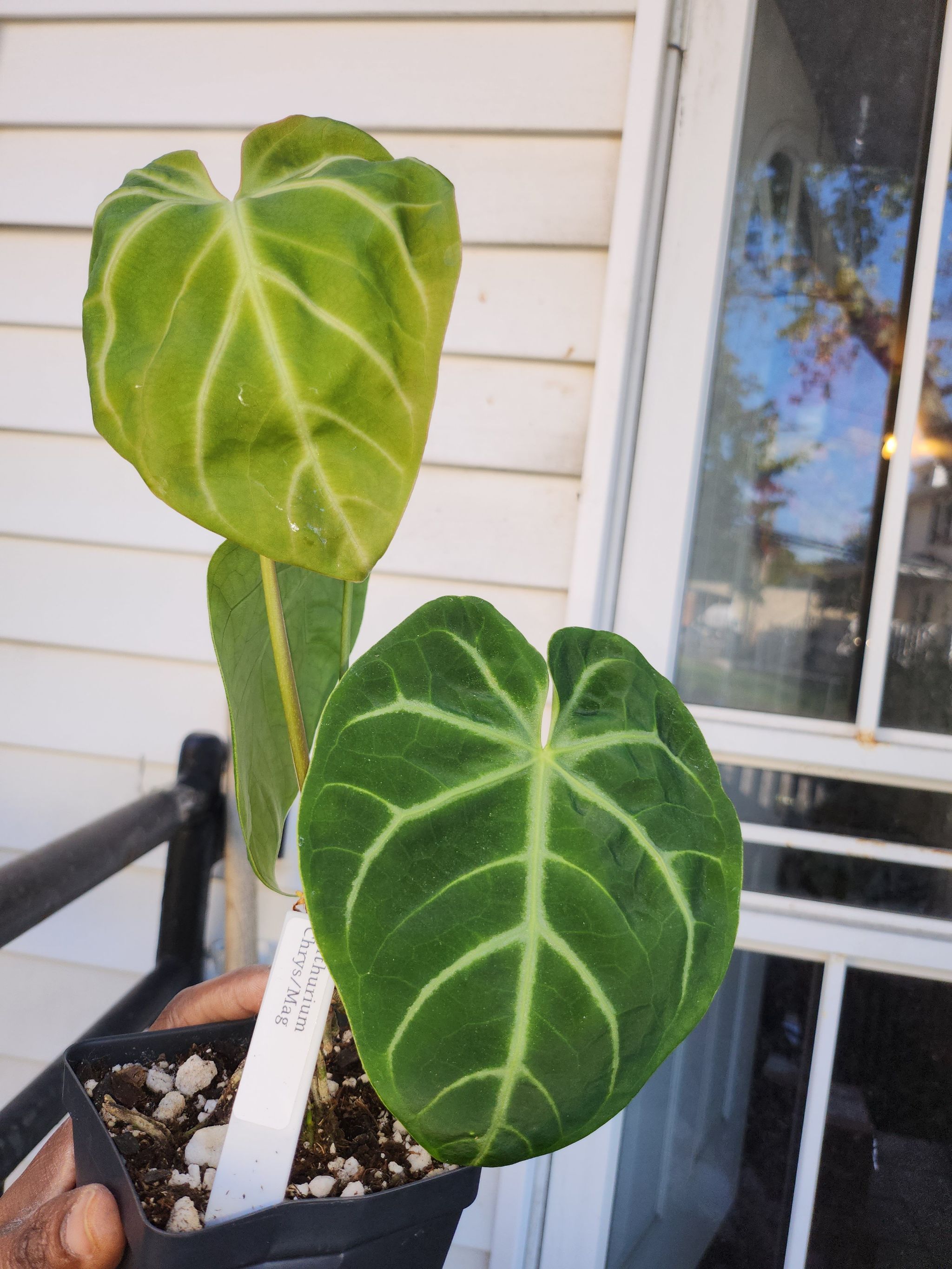 Anthurium crystallinum magnificum plant with two leaves, one slightly yellowed, held by a hand.