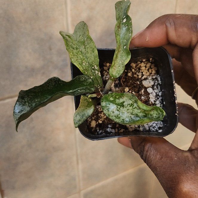 Photo of the plant species Grey Ghost Hoya Carnosa by @ManyLime named Curie on Greg, the plant care app