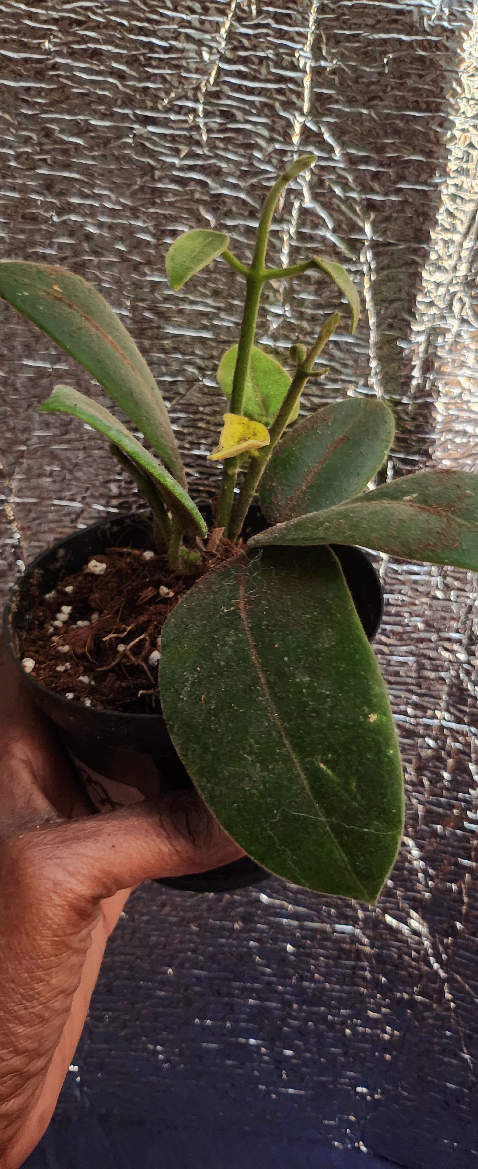 Photo of the plant species Hoya coronaria by @ManyLime named Cora ann on Greg, the plant care app