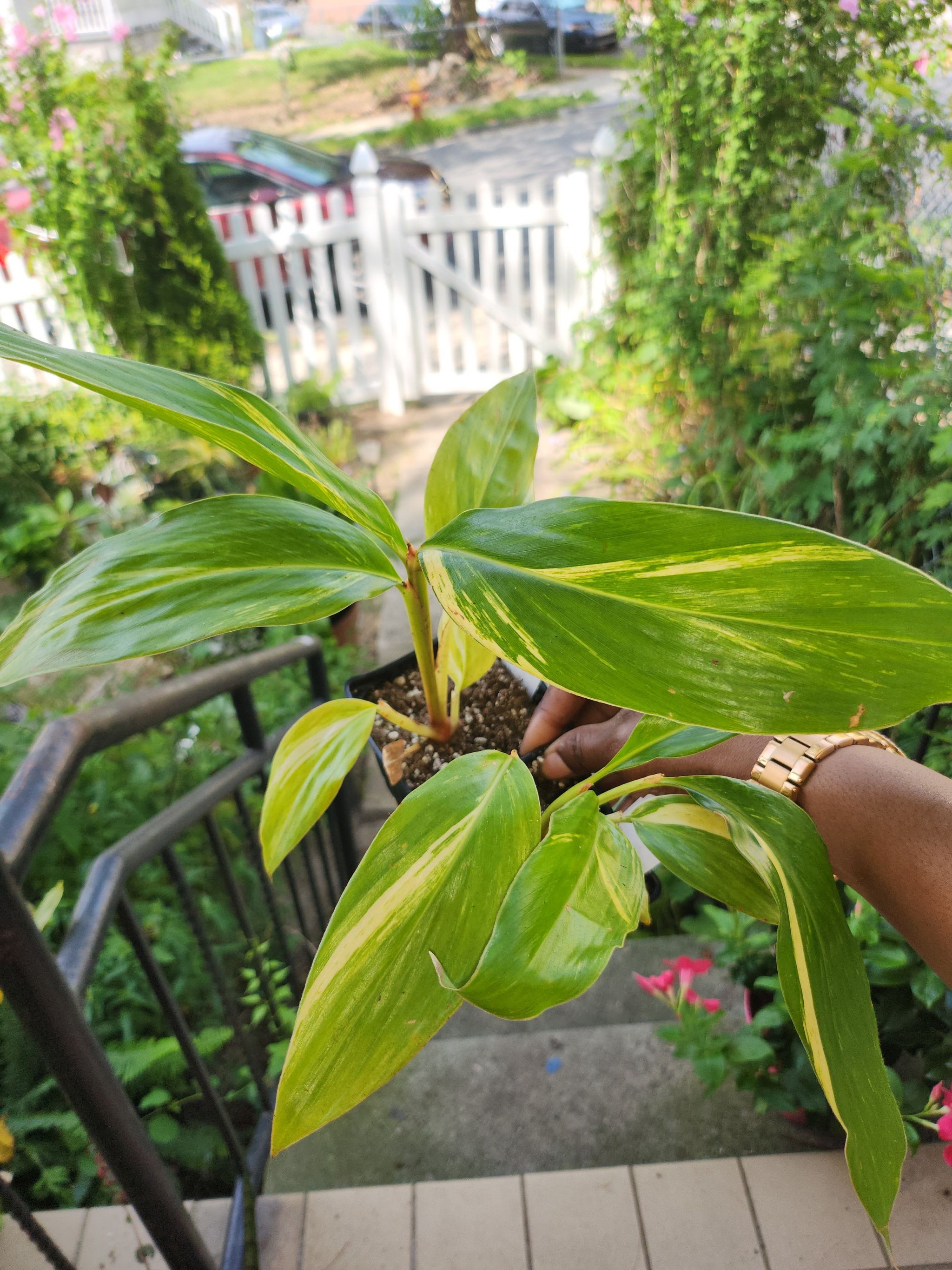 Variegated Shell Ginger plant with green and yellow variegated leaves being held by a person.
