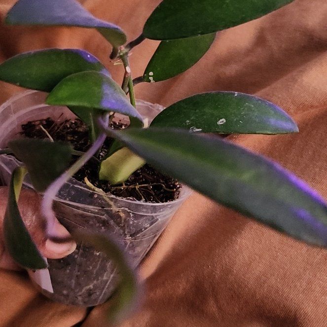 Photo of the plant species Waxvine by @ManyLime named Sherlock on Greg, the plant care app