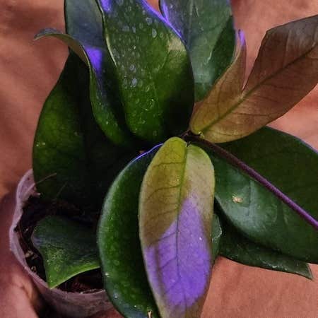 Photo of the plant species Hoya dasyantha by @ManyLime named Syan on Greg, the plant care app