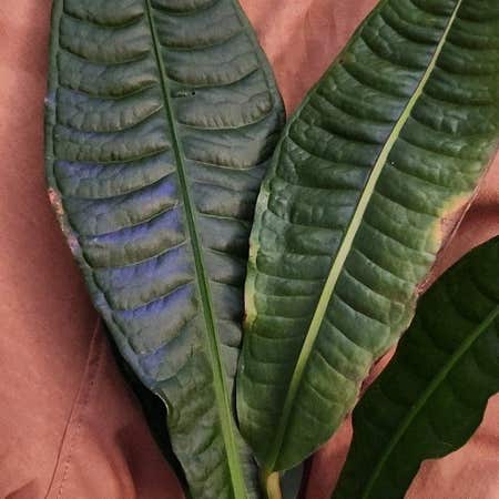 Photo of the plant species Anthurium reflexinervium by @ManyLime named TheReflex on Greg, the plant care app