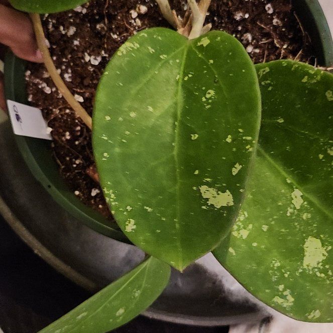 Photo of the plant species Dinner-plate Hoya by @ManyLime named Girlfrond on Greg, the plant care app