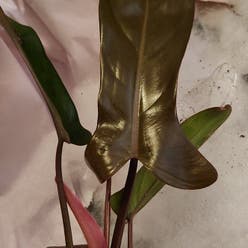 Philodendron 'Florida Bronze' plant