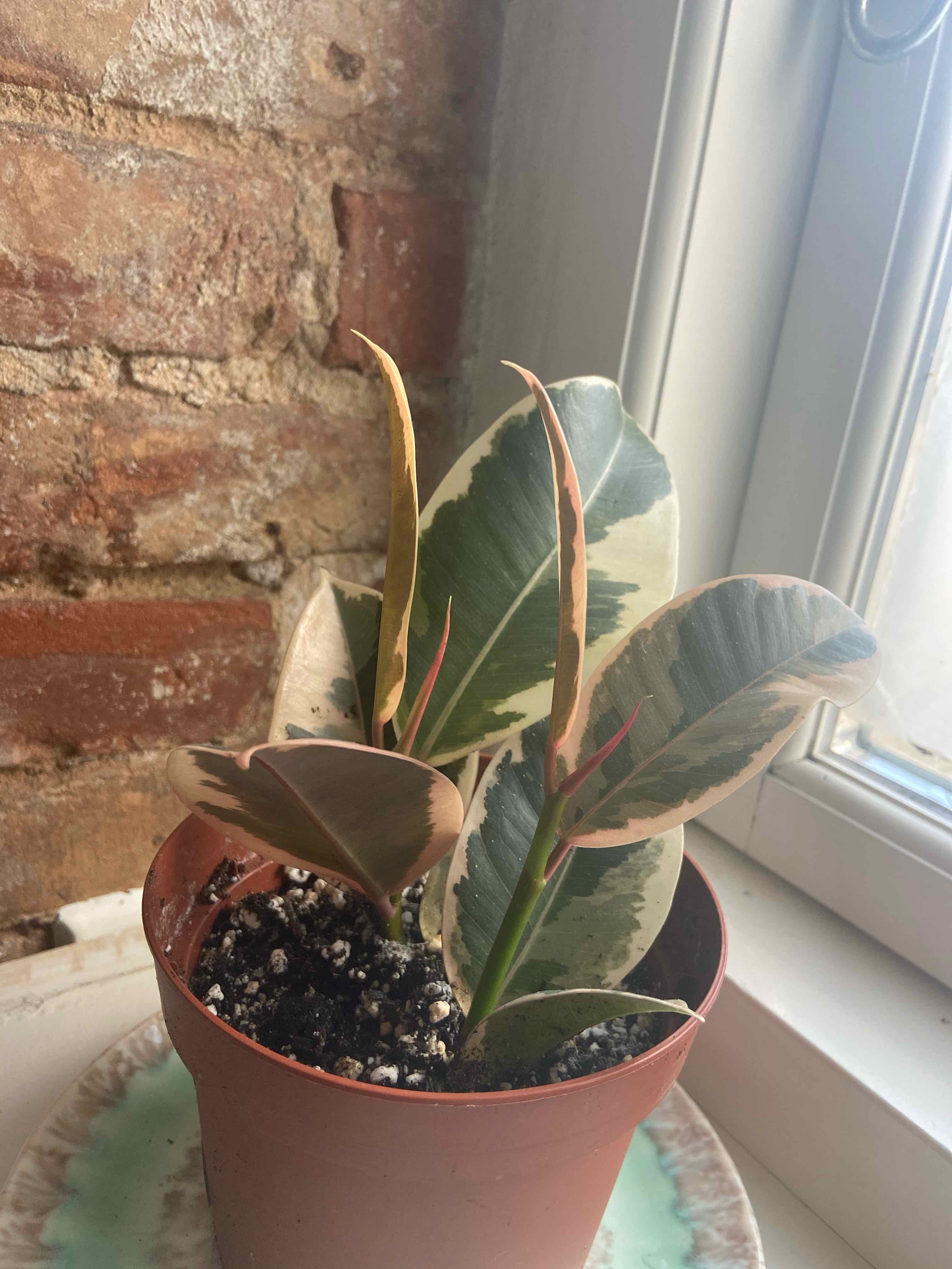 Ficus Decora plant in a pot near a window with variegated leaves showing some yellowing and browning.