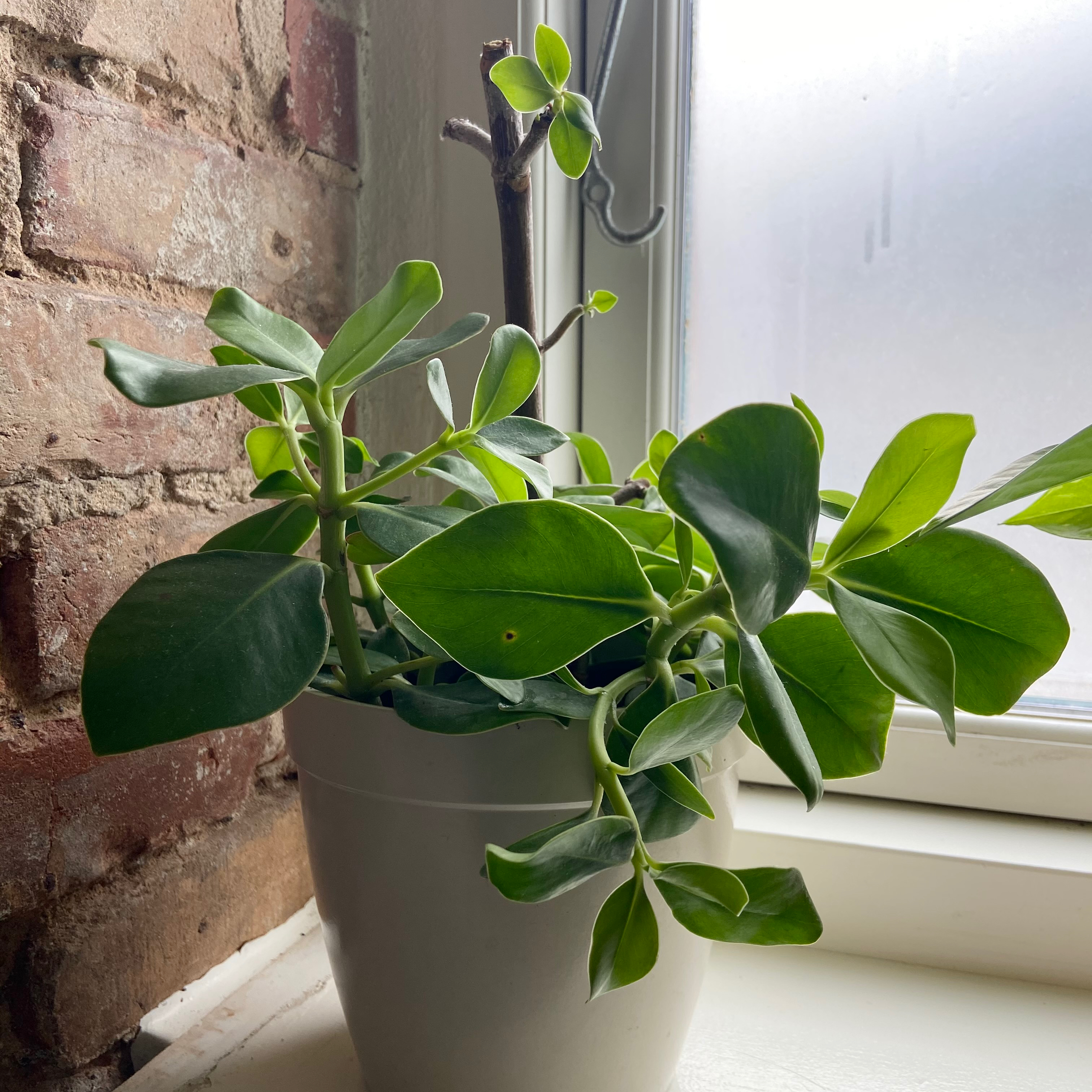 Dwarf clusia plant photo by @alba named Busta Rhymes on Greg, the plant care app.