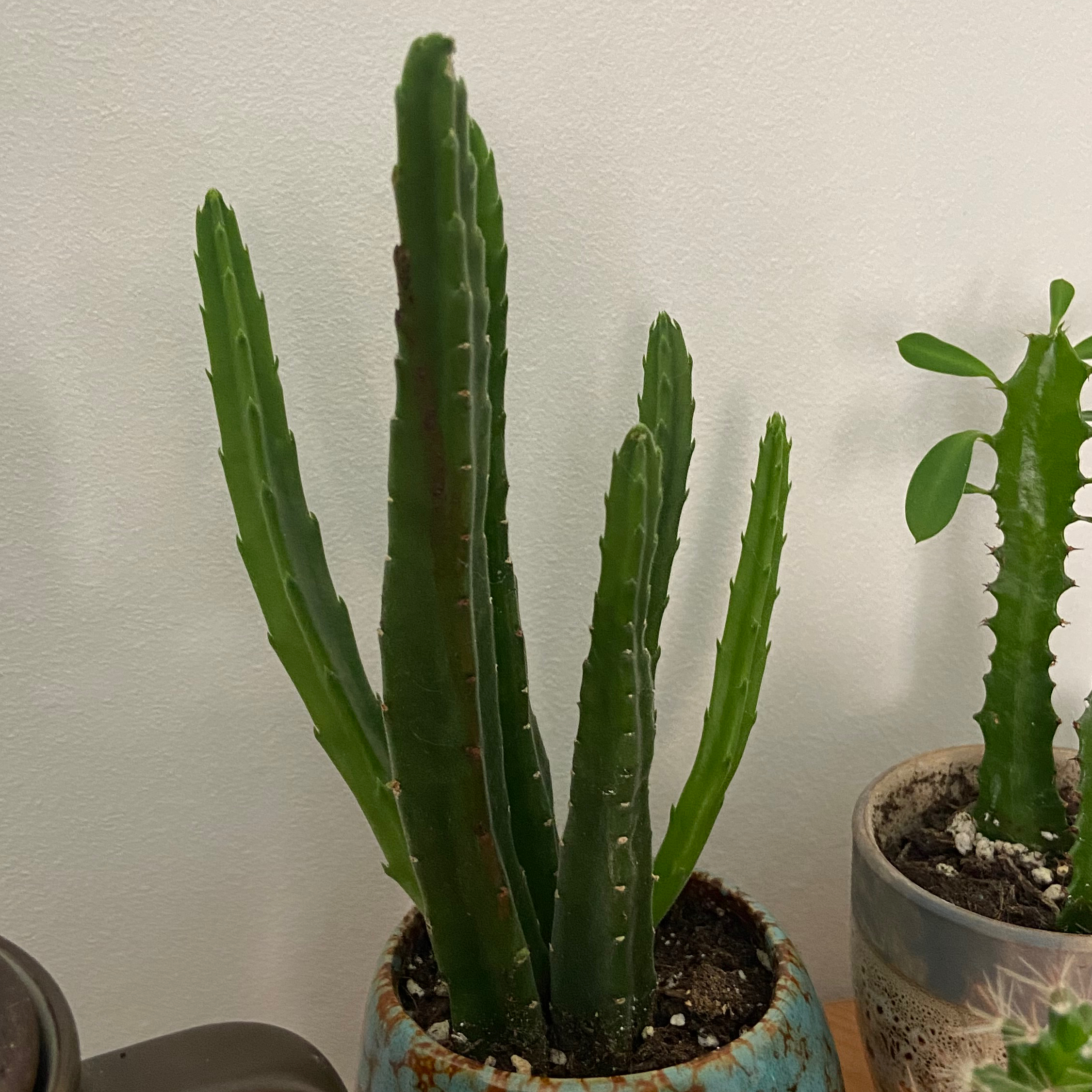 Healthy Zulu Giant succulent with tall, green, ribbed stems in a pot.