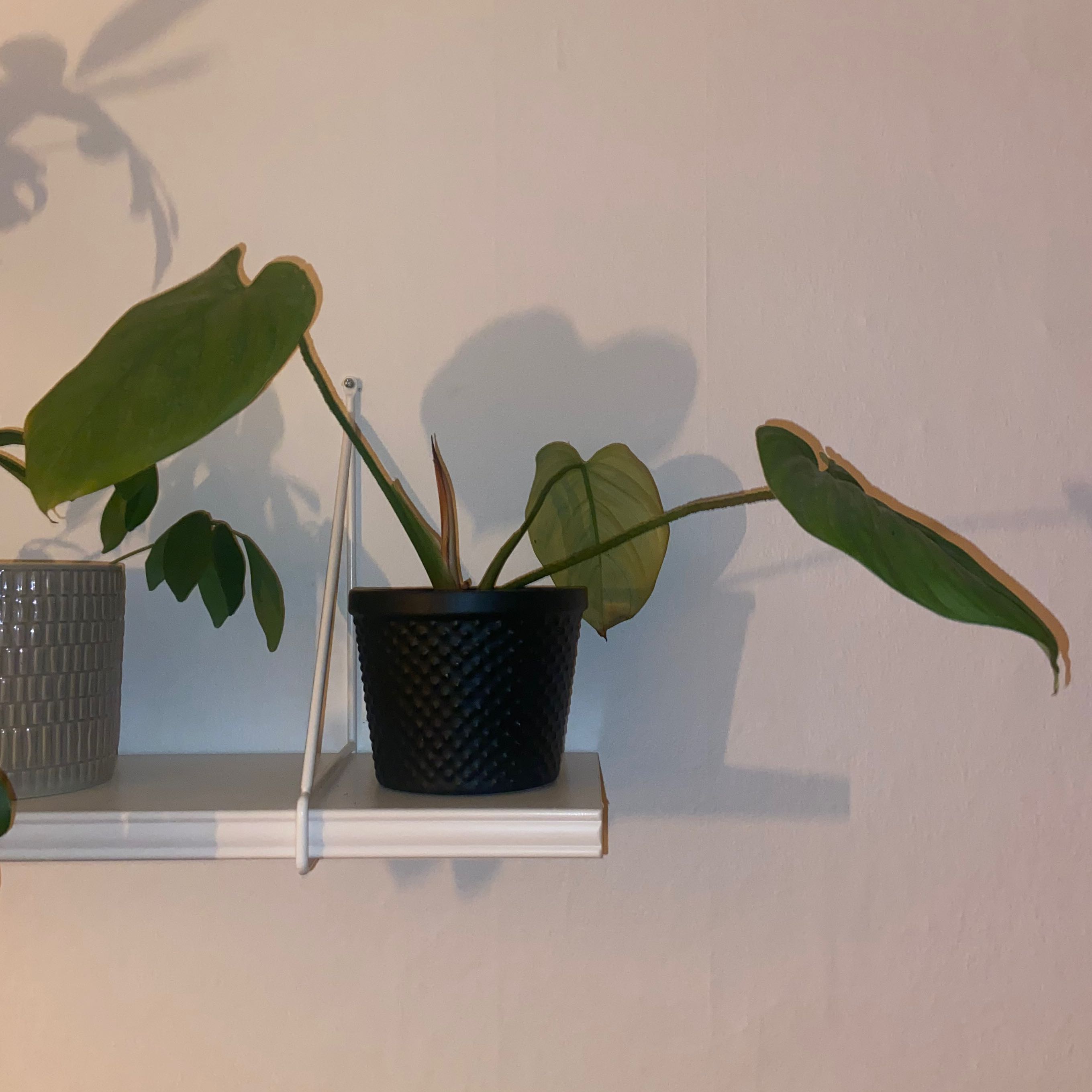 Philodendron nangaritense plant in a black pot on a white shelf with healthy green leaves.